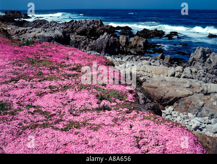 Blooming Iceplant le long oceanfront à Pacific Grove sur la péninsule de Monterey de Californie Banque D'Images