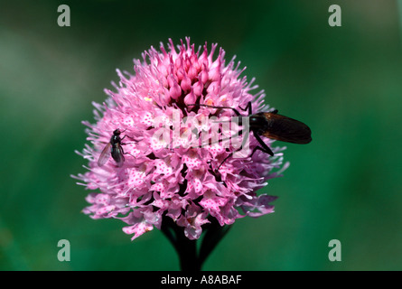 Wild Orchid à tête ronde Traunsteinera globosa avec de plus en plus de bugs dans la haute Alpes bavaroises Banque D'Images