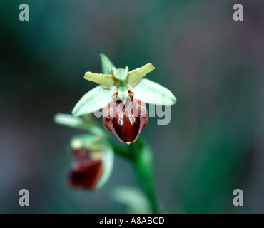 Orchidée araignée Ophrys sphegodes à Positano Italie Banque D'Images