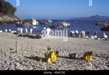 Marée noire du Prestige en cours de nettoyage de plage par des bénévoles LOCATION Islas Cies Ria de Vigo Galice, Espagne Banque D'Images