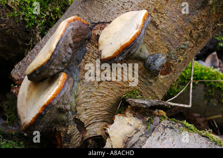 Rotrandiger Schichtporling champignons Fomitopsis pinicola Banque D'Images