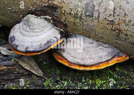 Rotrandiger Schichtporling champignons Fomitopsis pinicola Banque D'Images