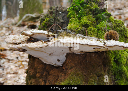 Rotrandiger Schichtporling champignons Fomitopsis pinicola Banque D'Images