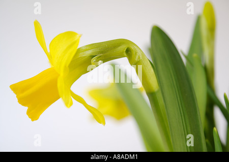 Narcissus jonquilla Osterglocken Banque D'Images