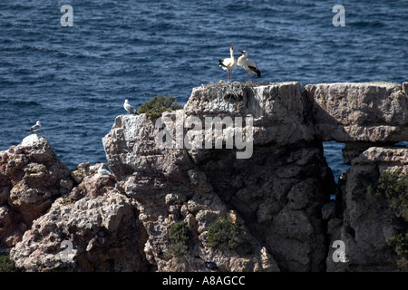 Paire de cigognes nichant en parade nuptiale en mer sur un éperon rocheux à Carrapateira Algarve Portugal Banque D'Images