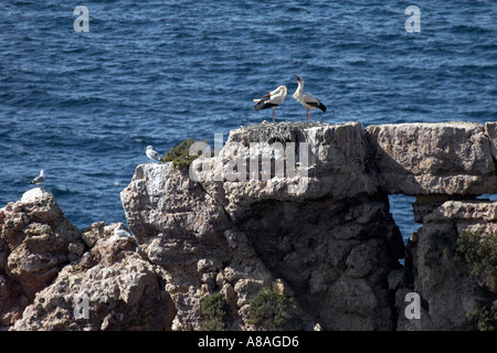 Paire de cigognes nichant en parade nuptiale en mer sur un éperon rocheux à Carrapateira Algarve Portugal Banque D'Images