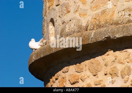 Une colombe blanche debout sur un rebord d'un ancien pigeonnier en pierre colombe chambre contre un ciel bleu clair - Château Carignan, Premieres Cotes de Bordeaux Banque D'Images