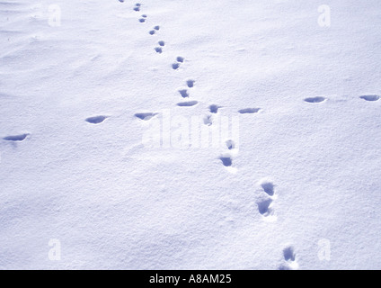Les empreintes des animaux dans la neige Tierspuren im Schnee Banque D'Images