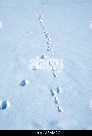 Les empreintes des animaux dans la neige Tierspuren im Schnee Banque D'Images
