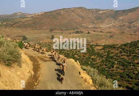 Loin caravanes de chameaux transportant du sel de la dépression Danakil à Mekele , Tigré , Éthiopie orientale Banque D'Images