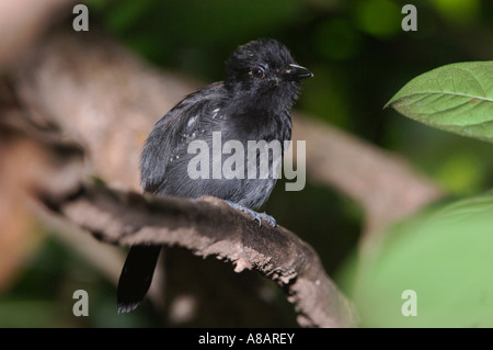 Black-hooded Antshrike Thamnophilus bridgesi chant adultes dans la Réserve Biologique de Carara Côte Pacifique Centrale Costa Rica Banque D'Images