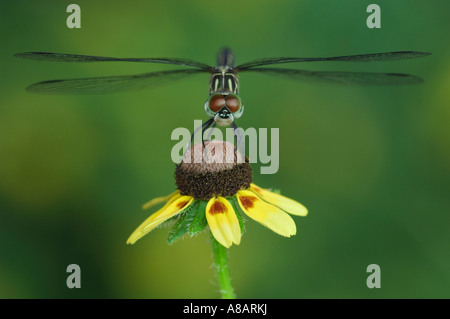 Dasher femelle bleu Pachydiplax longipennis sur feuilles Embrassantes Coneflower Willacy County Vallée du Rio Grande au Texas Banque D'Images