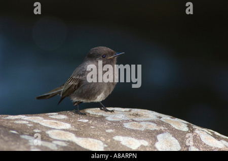 Black Phoebe Sayornis nigricans hot perché sur rock en ruisseau de montagne Bosque de Paz Vallée Centrale Costa Rica Banque D'Images