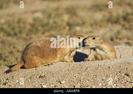 Chien de prairie Cynomys ludovicianus adultes à l'entrée du terrier Lubbock Texas Septembre 2005 Banque D'Images