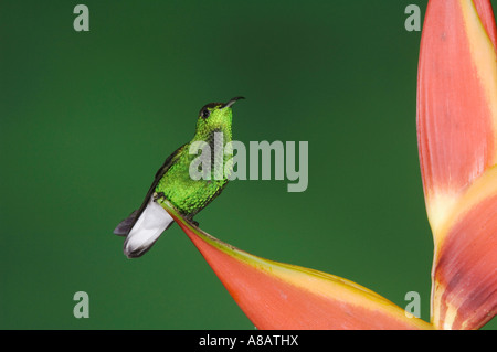 Tête cuivrée Elvira cupreiceps Emerald Hummingbird homme perché sur Heliconia flower Vallée Centrale Costa Rica Banque D'Images