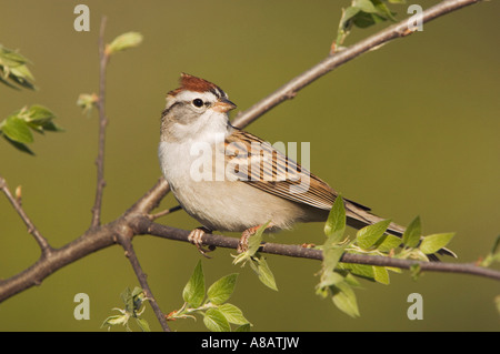 Chipping Sparrow Spizella passerina hot Uvalde County Texas Hill Country USA Avril 2006 Banque D'Images