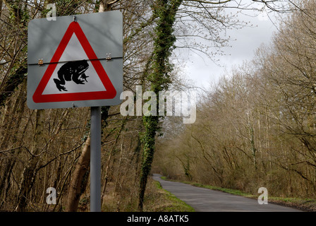 Attention aux crapauds, grenouilles et crapauds traversant la route Horsley Common, Surrey, Angleterre. Ancienne forêt The Thornleys années 2000 Royaume-Uni HOMER SYKES Banque D'Images