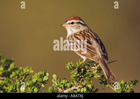 Chipping Sparrow Spizella passerina hot Uvalde County Texas Hill Country USA Avril 2006 Banque D'Images