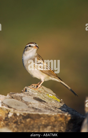 Chipping Sparrow Spizella passerina hot Uvalde County Texas Hill Country USA Avril 2006 Banque D'Images