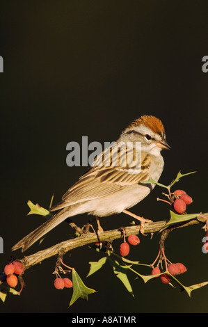 Chipping Sparrow Spizella passerina adulte sur Agarita Uvalde County Texas Hill Country Banque D'Images