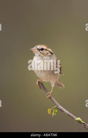 Chipping Sparrow Spizella passerina perché sur la branche d'adultes est de New Braunfels au Texas - lishui Banque D'Images