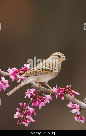 Chipping Sparrow Spizella passerina perché sur la branche d'adultes de l'est en fleurs redbud New Braunfels au Texas Banque D'Images