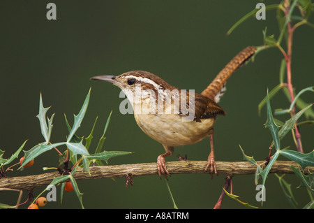 Carolina Wren Thryothorus ludovicianus sur adultes Agarita Uvalde County Texas Hill Country USA Banque D'Images