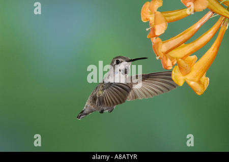 Costa's Hummingbird Calypte costae jeune mâle en vol se nourrissant de fleur trompette jaune Tecoma stans Tucson Arizona Banque D'Images