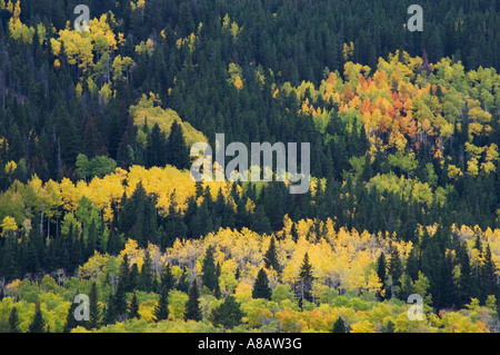 Endovalley fallcolors in Rocky Mountain National Park Colorado États-Unis Septembre 2006 Banque D'Images