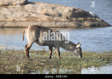 Kobus ellipsiprymnus Common Waterbuck (potable), Afrique du Sud Banque D'Images