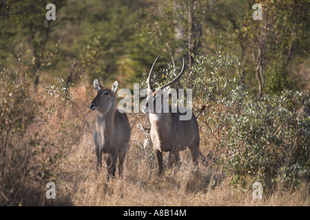 Kobus ellipsiprymnus Common Waterbuck (Afrique du Sud) Banque D'Images