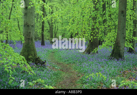 Chemin à travers Bluebell Wood, ancien du Simm Copse, à des bas blancs dans les North Downs, près de Dorking, Surrey, England, UK Banque D'Images