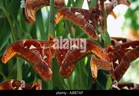 Malaisie l'île de Penang Butterfly Farm Attacus Atlas Moth plus grandes espèces de papillon de groupe avec les ailes ouvertes sur les feuilles des plantes Banque D'Images