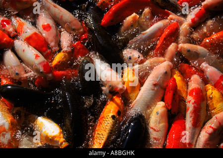 Koi de couleur vive alimentation frénétiquement dans un étang, Japon Banque D'Images