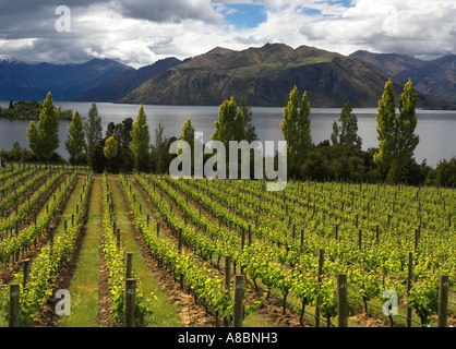 Lake Wanaka vignoble avec montagnes en arrière-plan Banque D'Images