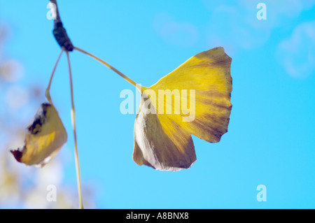 Automne feuilles de ginkgo sur la branche Banque D'Images