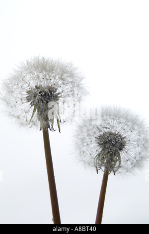 Deux fleurs de pissenlit recouvert de gouttelettes d'eau contre fond blanc Banque D'Images