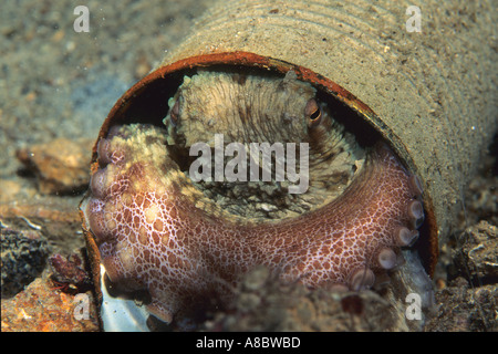 Reef octopus Octopus briareus à tin can at Town Pier Bonaire Netherland Antilles Caraïbes Banque D'Images