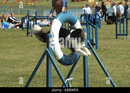 Angleterre dog show event border collie chien de travail sautant hoop dans arena event Banque D'Images