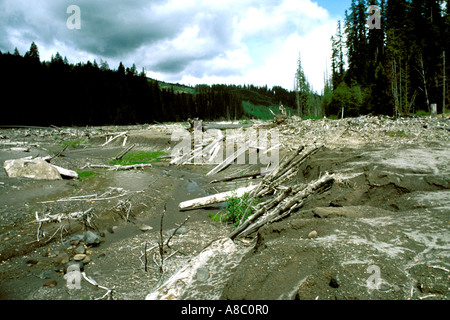 Washington dévastation Volcan Mt St Helens mud flow à Muddy Creek Banque D'Images