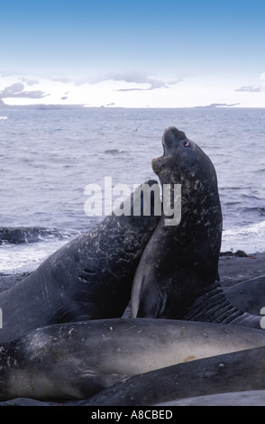 Les éléphants de combats sur le roi George s island à la péninsule Antarctique Banque D'Images