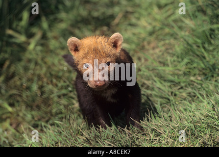 Speothos venaticus chien Bush prisonnier Banque D'Images