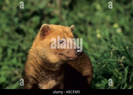 Speothos venaticus chien Bush prisonnier Banque D'Images