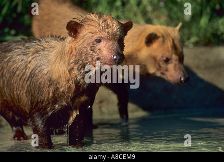 Speothos venaticus chien Bush prisonnier Banque D'Images