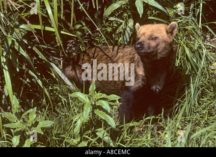 Speothos venaticus chien Bush prisonnier Banque D'Images