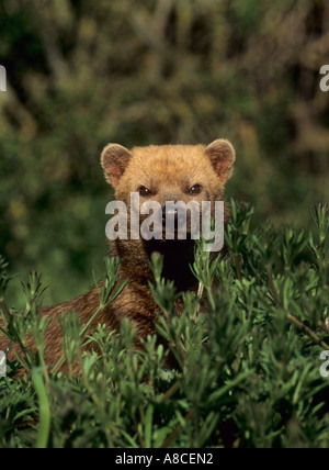 Speothos venaticus chien Bush prisonnier Banque D'Images