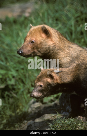 Speothos venaticus chien Bush prisonnier Banque D'Images