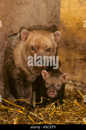 Speothos venaticus chien Bush prisonnier Banque D'Images