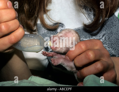 Speothos venaticus chien Bush prisonnier Banque D'Images