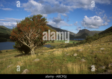 Holly Tree dans la Lande Vallée avec le lac Buttermere et Crummock Water ,le Lake District, Cumbria, Royaume-Uni Banque D'Images